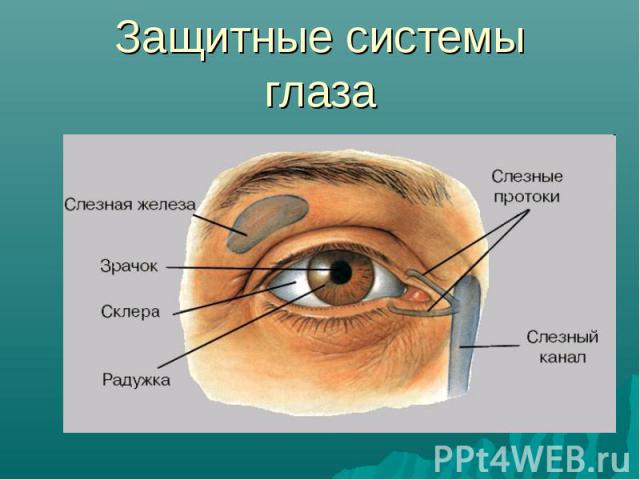Защитные системы глаза