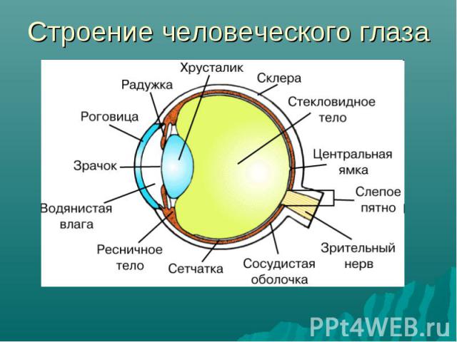 Строение человеческого глаза