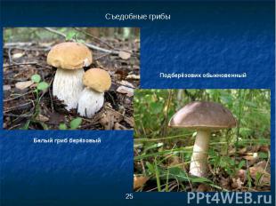 Съедобные грибыПодберёзовик обыкновенныйБелый гриб берёзовый