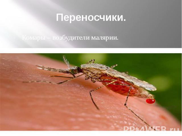 Переносчики. Комары – возбудители малярии.