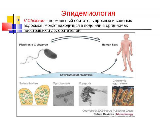 Эпидемиология V.Cholerae – нормальный обитатель пресных и соленых водоемов, может находиться в воде или в организмах простейших и др. обитателей.