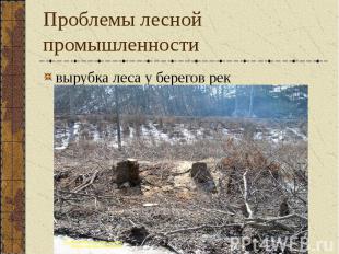 Проблемы лесной промышленности вырубка леса у берегов рек
