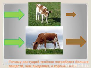 Почему растущий телёнок потребляет больше веществ, чем выделяет, а корова –нет?