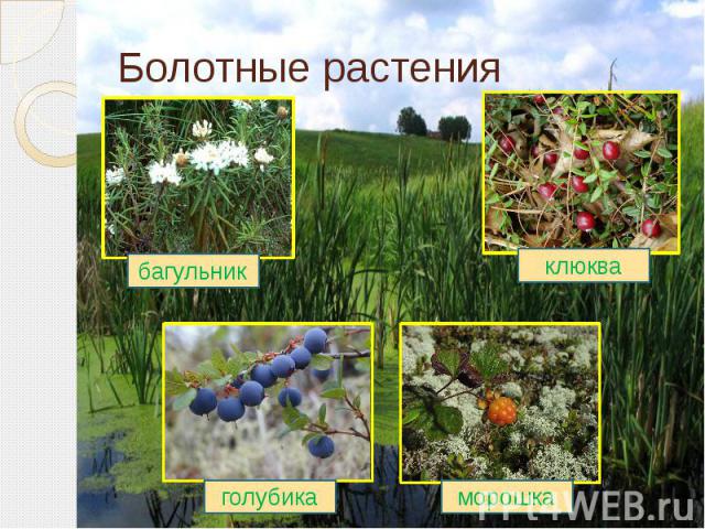 Болотные растения ленинградской области фото и названия