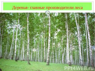 Деревья- главные производители леса