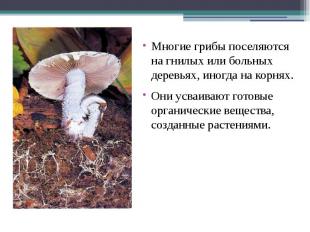 Многие грибы поселяются на гнилых или больных деревьях, иногда на корнях.Они усв