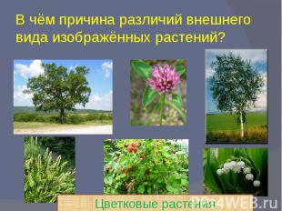 В чём причина различий внешнего вида изображённых растений?
