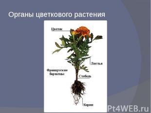Органы цветкового растения