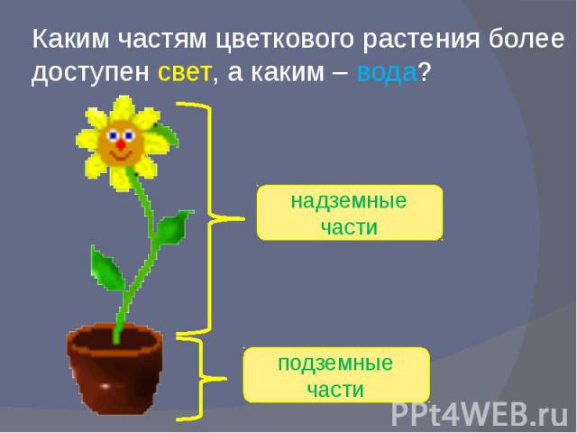 Каким частям цветкового растения более доступен свет, а каким – вода?