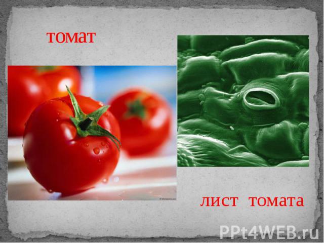 томат лист томата