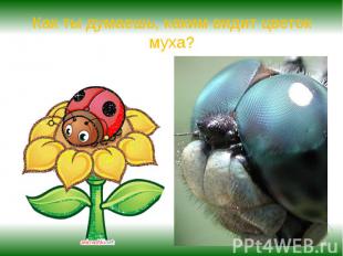 Как ты думаешь, каким видит цветок муха?