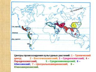 Центры происхождения культурных растений: 1 – Тропический центр; 2 – Восточноази