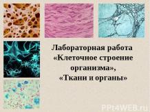 Клетка, Ткани и органы