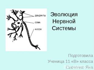Эволюция Нервной Системы Подготовила Ученица 11 «В» класса Савченко Яна