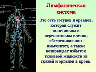Лимфатическая система Это сеть сосудов и органов, которая служит источником и пе