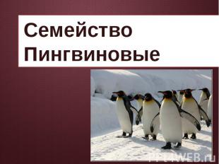 Семейство Пингвиновые