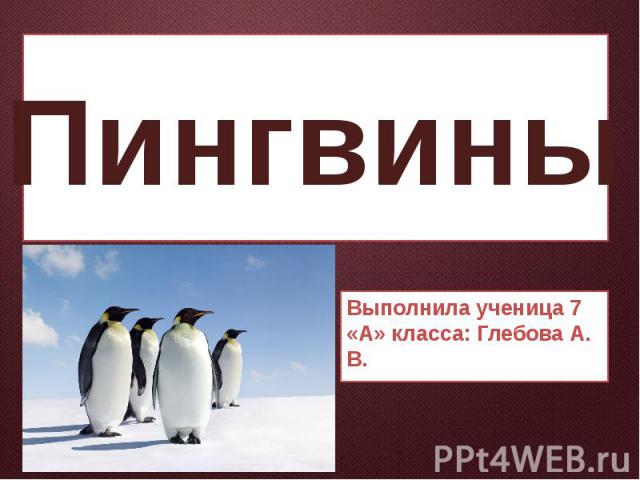 Пингвины Выполнила ученица 7 «А» класса: Глебова А. В.