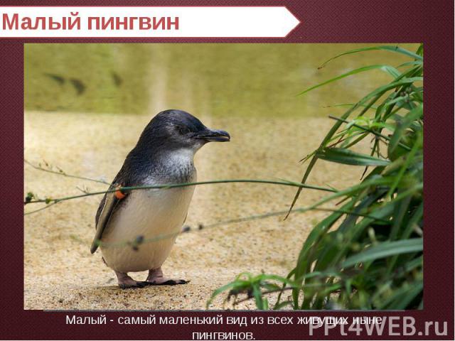 Малый пингвин Малый - самый маленький вид из всех живущих ныне пингвинов.