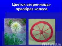 Цветок ветренницы - праобраз колеса