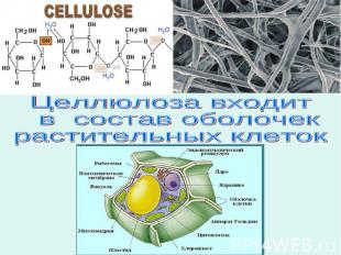 Целлюлоза входит в состав оболочекрастительных клеток