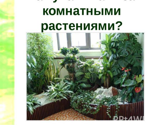 Как ухаживать за комнатными растениями?