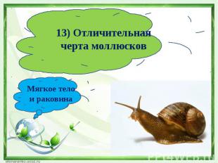 13) Отличительная черта моллюсковМягкое тело и раковина