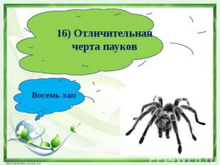 16) Отличительная черта пауковВосемь лап