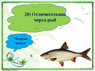 20) Отличительная черта рыбМокрая чешуя