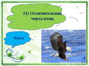 21) Отличительная черта птицПерья