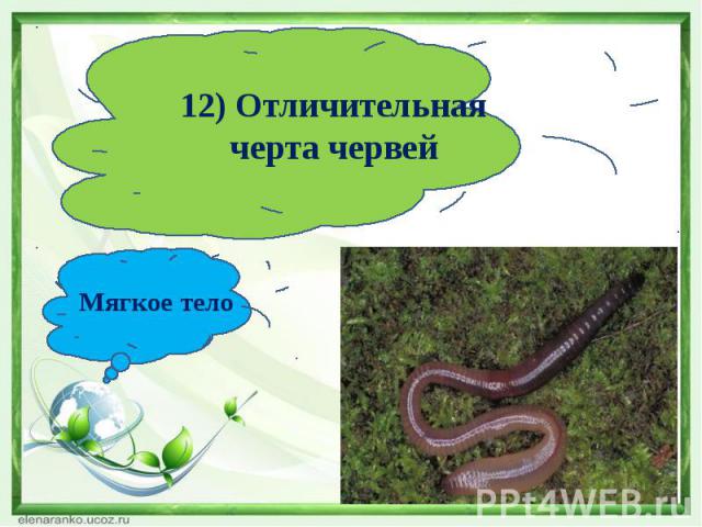 12) Отличительная черта червейМягкое тело