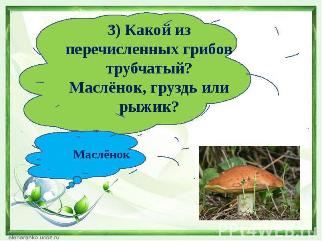 3) Какой из перечисленных грибов трубчатый?Маслёнок, груздь или рыжик?Маслёнок