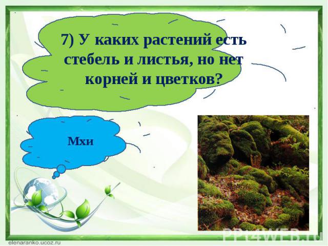 7) У каких растений есть стебель и листья, но нет корней и цветков?Мхи