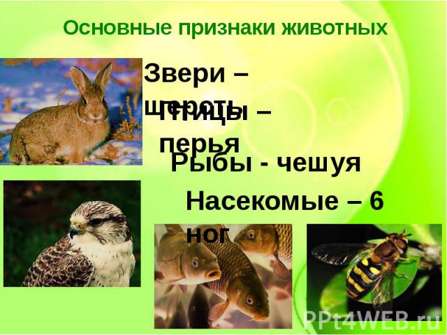 Основные признаки животных