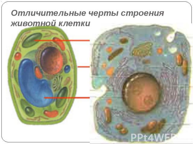 Отличительные черты строения животной клетки