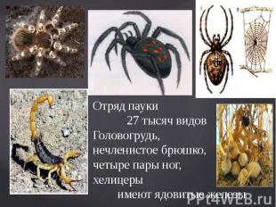Отряд пауки 27 тысяч видов Головогрудь, нечленистое брюшко, четыре пары ног, хел