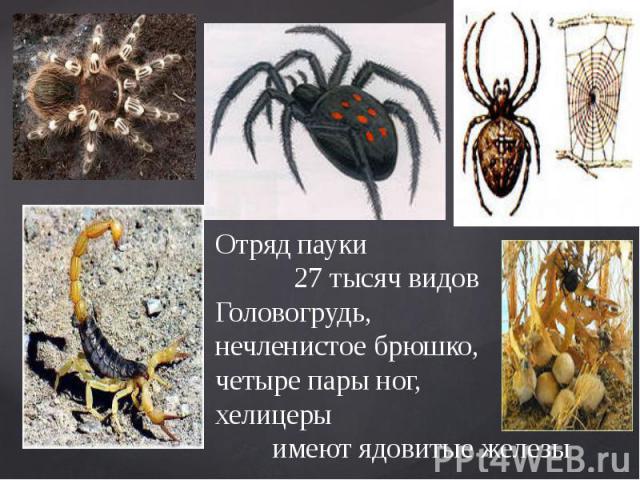 Отряд пауки 27 тысяч видов Головогрудь, нечленистое брюшко, четыре пары ног, хелицеры имеют ядовитые железы