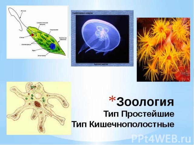 Зоология Тип Простейшие Тип Кишечнополостные