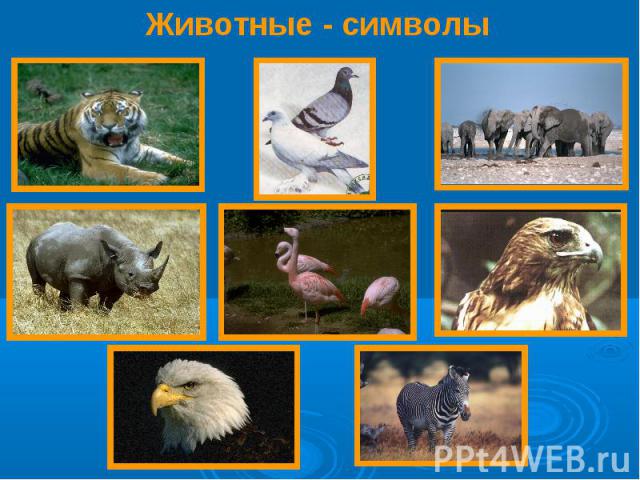 Животные - символы