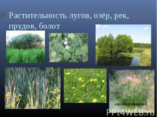 Растительность лугов, озёр, рек, прудов, болот