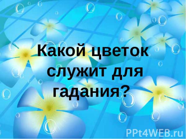 Какой цветок служит для гадания?