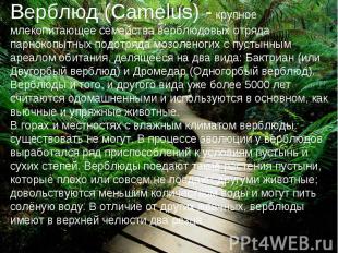 Верблюд (Camelus) - крупное млекопитающее семейства верблюдовых отряда парнокопы