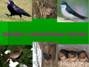 Загадки о перелетных птицах
