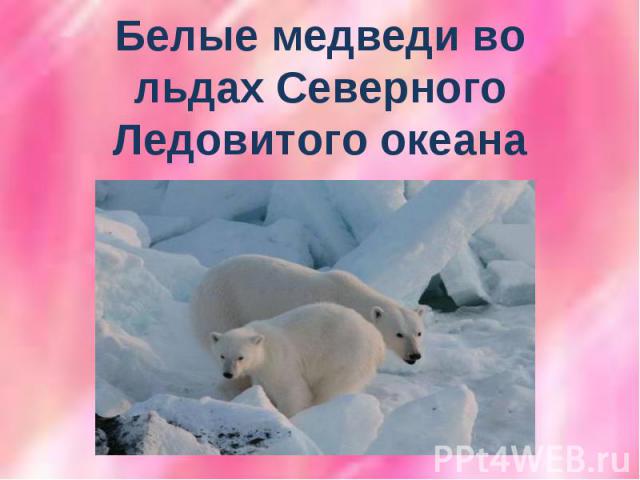Белые медведи во льдах Северного Ледовитого океана