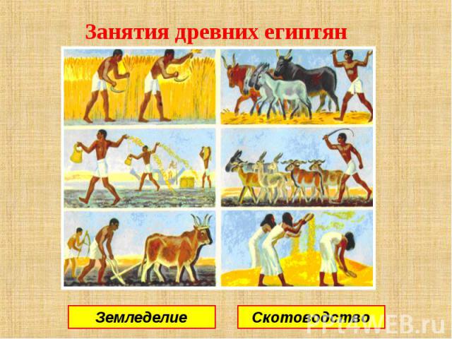 Занятия древних египтян Земледелие Скотоводство