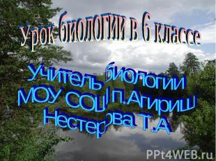 Урок биологии в 6 классе Учитель биологии МОУ СОШ п.Агириш Нестерова Т.А