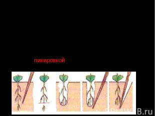 При выращивании рассады специально отрывают кончик главного корня. Он перестает