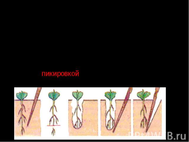 При выращивании рассады специально отрывают кончик главного корня. Он перестает расти, но от него отрастает множество боковых корней, которые будут всасывать вещества в плодородном слое почвы. Этот процесс назвали пикировкой, так как процедуру прово…