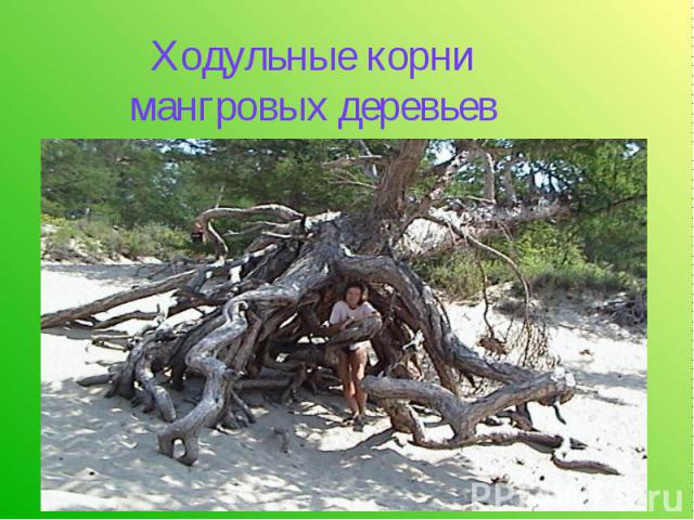 Ходульные корни мангровых деревьев