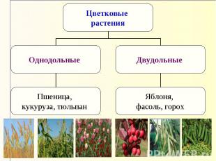 Цветковые растения