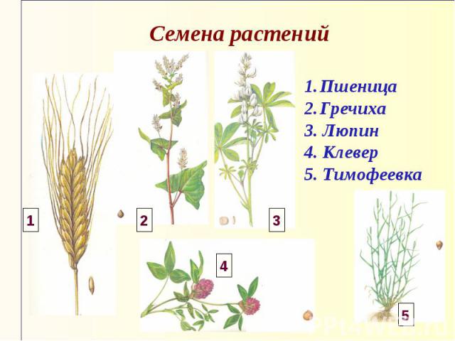 Семена растений Пшеница Гречиха 3. Люпин 4. Клевер 5. Тимофеевка